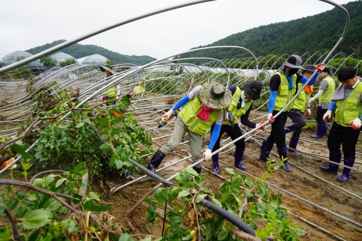 경북교육청 직원들이 예천군 용궁면에서 수해로 부서진 비닐하우스 복구작업을 펼치고 있다.