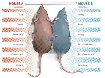 늙은쥐-젊은쥐 순환계 연결했더니…"노화 방지·수명 연장"