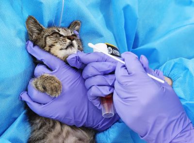 고양이 사료에서 AI 항원 첫 검출…"멸균·살균 거치지 않고 생산"