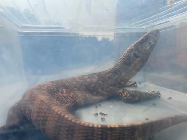 홍성에서 발견된 길이 1m의 사바나 왕도마뱀. [사진 제공=홍성군]