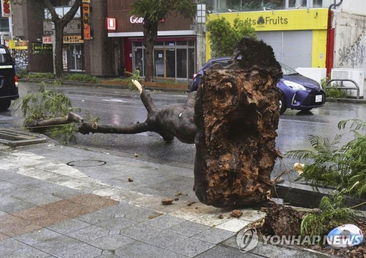 태풍 '카눈'으로 쓰러진 日 오키나와현 나무 [이미지출처=연합뉴스]
