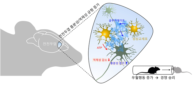 "인간의 '경쟁심' 발현은 뇌세포 작용 때문"