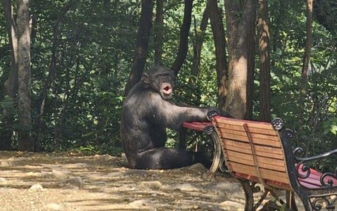 11일 오전 대구 달성공원 동물원 사육장을 탈출한 침팬지. 이날 암,수 총 2마리가 탈출해 소방 당국과 경찰이 포획에 나섰지만 수컷은 마취총에 맞고 회복을 못한 채 숨졌다. [이미지출처=대구소방안전본부]