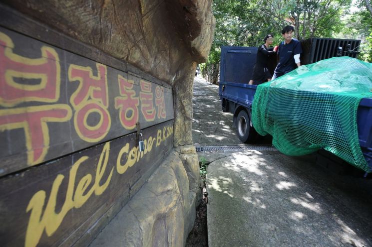 지난달 5일 경남 김해시 부경동물원에서 늙은 사자 '바람이'를 청주동물원으로 이송하고자 케이지에 넣어 옮기고 있다. [사진출처=연합뉴스]
