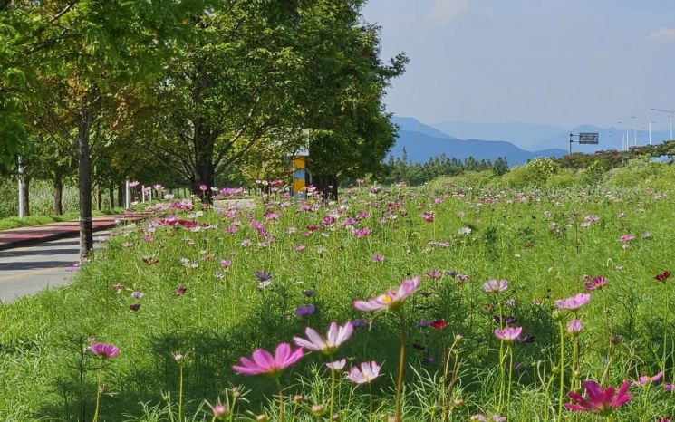 꽃들의 향연 … 낙동강 생태공원 여름꽃 개화