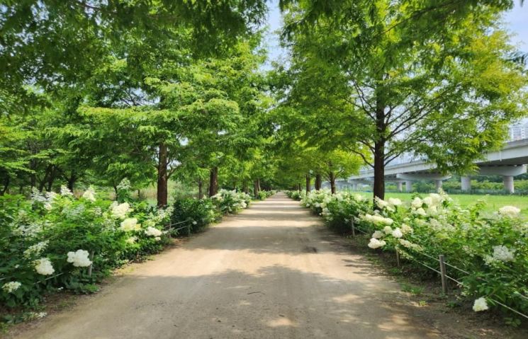 꽃들의 향연 … 낙동강 생태공원 여름꽃 개화