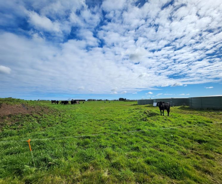 호주 오트웨이 국제 CCS 실증센터 내에 방목 중인 소 [사진=최서윤 기자]