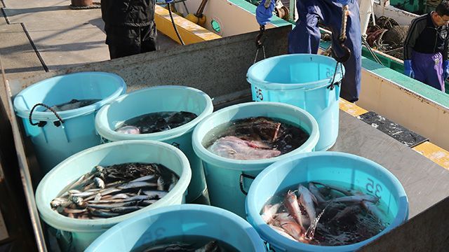 일본 후쿠시마현 이와키시 소재 오나하마항에서 현지 수산업 종사자가 후쿠시마 앞바다에서 잡힌 생선을 지게차에 싣고 있다.