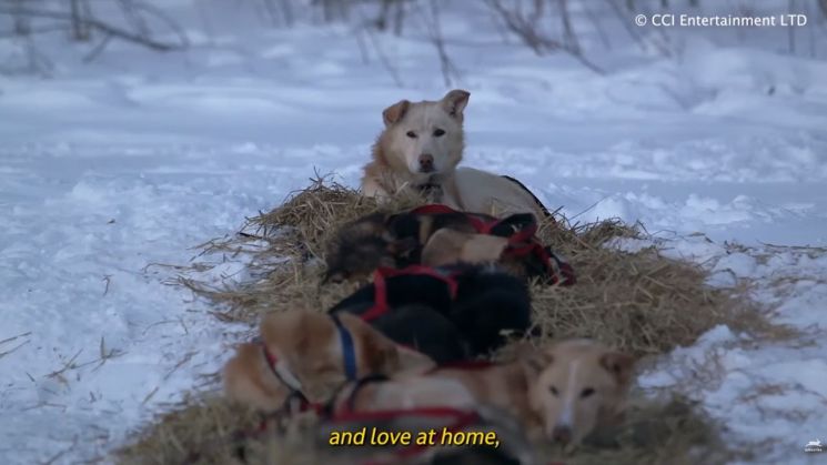 "진돗개야, 너 왜 거기 있니" 알래스카 썰매 끌며 '개고생' 학대 논란