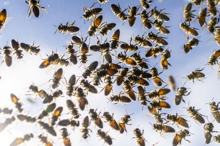 트럭에서 쏟아진 벌통에 아수라장…캐나다 500만마리 '꿀벌 대소동'