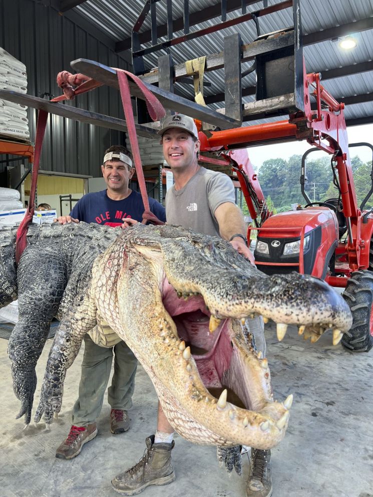 4.3m '공룡악어' 잡았다…4명이 잡는데만 7시간 사투