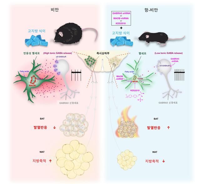 IBS가 개발한 '실컷 먹어도 살 빠지는' 신약 모식도.