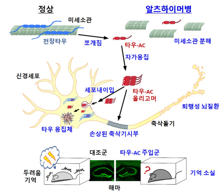 타우 절단으로부터 시작되는 알츠하이머성 치매의 발병 모델[사진제공=한국보건산업진흥원]