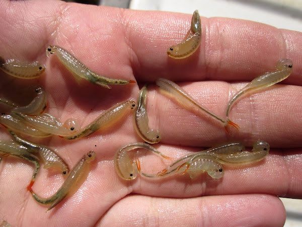 Heavy Rainfall in US Desert... Ancient 'Shrimp' Awakens from Dormancy