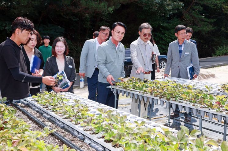 박동식 시장이 곤명면 본촌리 딸기 모종 피해현장 방문 패해사항을 점검 하고 있다.