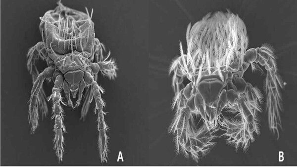 쯔쯔가무시균을 보유한 털 진드기. [사진출처= 질병관리청]