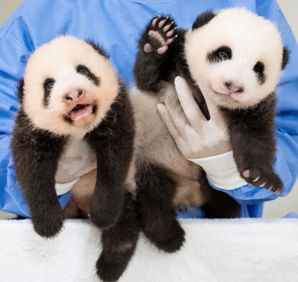 푸바오 할아버지 "내년 에버랜드, 쌍둥이 판다들로 뒤집어질 것" 