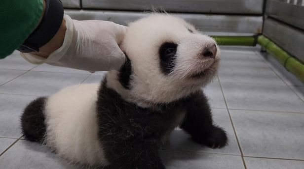 푸바오 할아버지 "내년 에버랜드, 쌍둥이 판다들로 뒤집어질 것" 