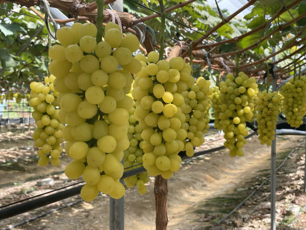 Korean Grapes Open Export Route to the Philippines... Quarantine Negotiations Finalized