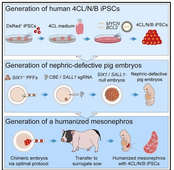 [뉴스속 용어]돼지 몸 속서 자란 인간 신장 '키메라 장기'