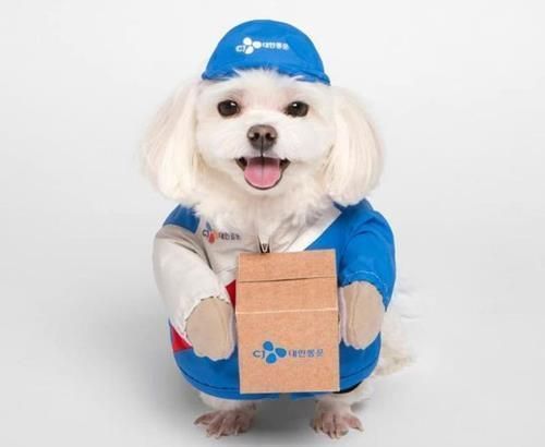 Delivery dog Kyungtae <br>[Image source=Instagram capture, Yonhap News]