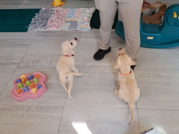 19일 경기도 용인에 있는 삼성화재 안내견학교에서 생후 2개월가량 된 예비 안내견들이 훈련사 지시를 듣고 있다. / [사진=김평화 기자]