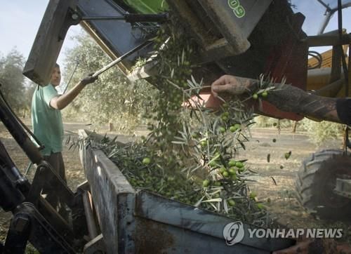 스페인 농부가 올리브를 수확하고 있다[사진출처=연합뉴스]