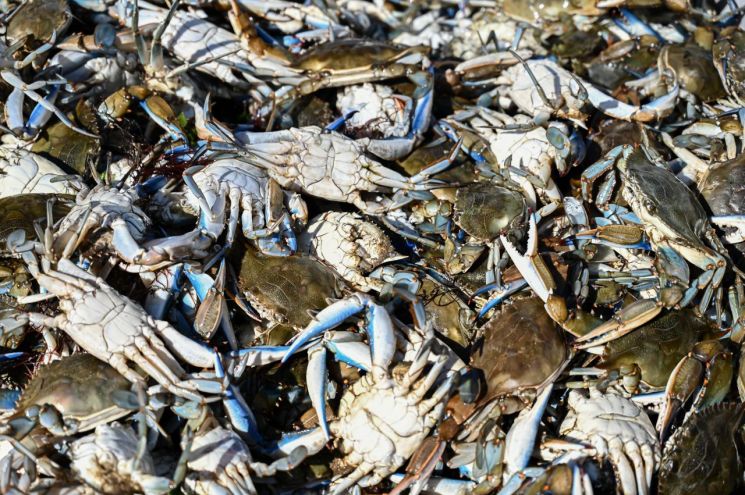 최근 수년간 대서양 연안에서 지중해로 유입된 푸른 꽃게는 이탈리아인들이 즐겨 먹는 조개나 굴을 먹어 치워 현지 양식업자를 폐업 위기로 몰아넣고 있다. [사진출처=AFP·연합뉴스]