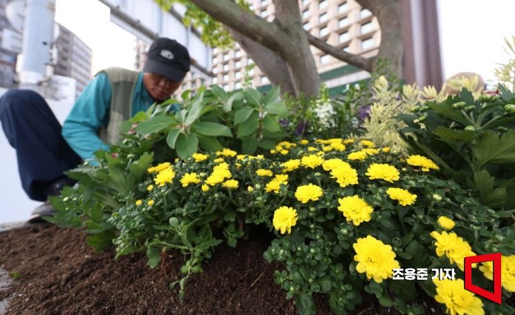 가을로 접어든다는 추분을 하루 앞둔 22일 서울 중구 시청광장이 가을꽃으로 단장되고 있다. 사진=조용준 기자 jun21@