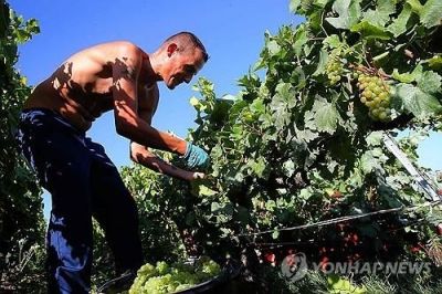 포도 수확 작업을 하고 있는 노동자 [이미지 출처=AFP 연합뉴스]