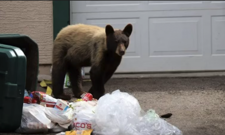 심한 고통속에 안락사 당한 곰의 몸속에서 각종 쓰레기들이 발견돼 충격을 주고 있다. 사진은 기사의 특정 내용과 관련 없음. [사진출처=CNN]