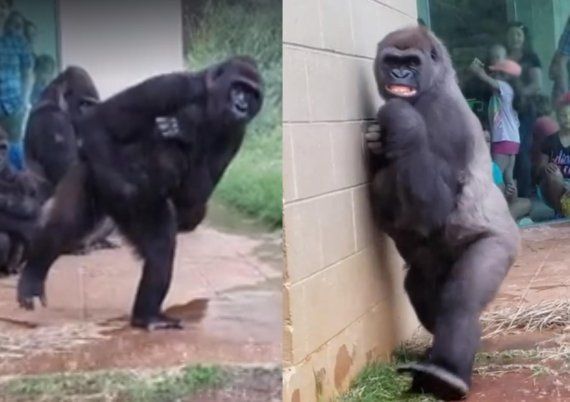 [이미지출처=페이스북 riverbankszoo]
