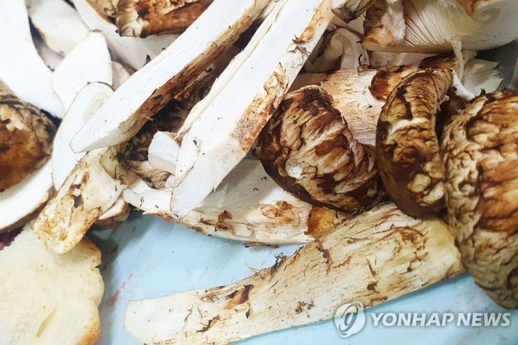 송이버섯 [사진출처=연합뉴스]