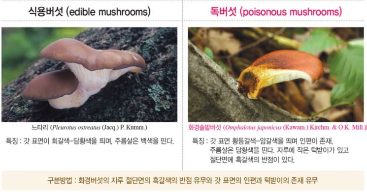 세로로 찢어지면 식용?…“독버섯, 일반적 구별법 맹신 금물”