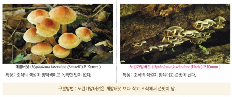 세로로 찢어지면 식용?…“독버섯, 일반적 구별법 맹신 금물”