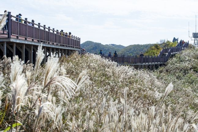 홍선 오서산은 '서해의 등대'로도 알려져 있는데, 가을에는 서해안의 바다와 작은 섬들을 내려다보는 금빛 억새가 정상 주변을 가득 물들여 명소로 주목받고 있다. [사진제공 = 광천읍]