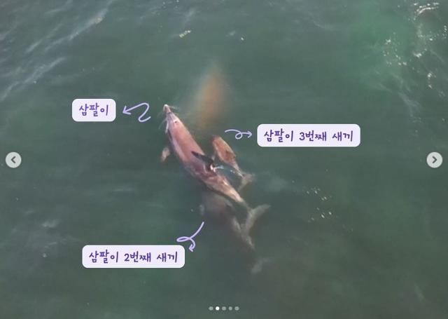 [사진출처=해양동물생태보전연구소(마크?MARC) 인스타그램 캡처]