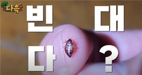 인천의 한 사우나서 발견된 빈대 추정 벌레. [이미지출처=유튜브 채널 '다흑' 영상 캡처]