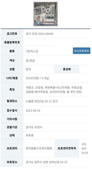 한국동물구조관리협회에 올라온 0914-309의 유기 공고. /캡처=한국동물구조관리협회