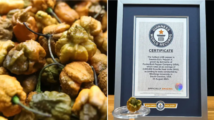 한국인도 못 버틸 극강 매운 맛…불닭 600배 신종고추 개발