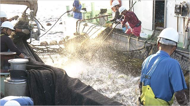 고치현 무로토시의 정치망 어업회사 미츠오오키시 주식회사에서 어부들이 일을 하고 있다.(사진출처=NHK)
