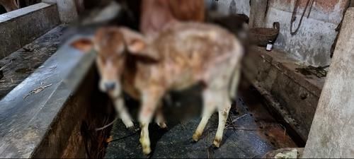 평택 젖소 농장서 '럼피스킨병' 확진…국내 두 번째 발생