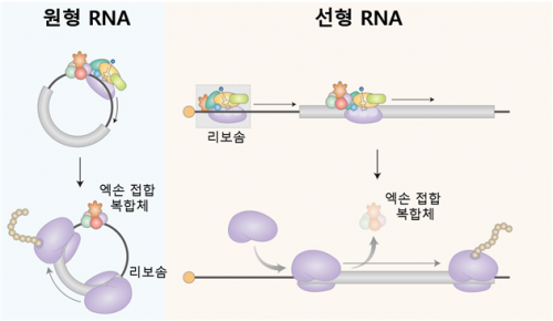 김윤기 KAIST 교수팀, 세포 내 새로운 단백질 합성 과정 규명