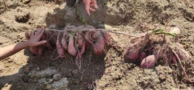 울산에서 발견된 고구마 70개가 달린 뿌리 [이미지 출처=임채오 울산시 북구의원 제공]