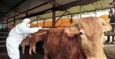 임실군이 럼피스킨병 유입 차단을 위해 소 사육 농가를 대상으로 백신접종을 실시하고 있다.[사진제공=임실군]