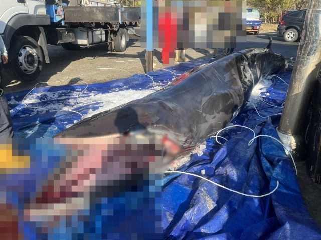 A mink whale found dead, caught in a net, in the sea off Guryongpo-eup, Nam-gu, Pohang City, on the morning of the 1st. <br>[Photo by Pohang Maritime Police Station]