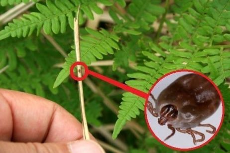 치명률 20%인데 백신·치료제 無…빈대 이어 이것까지 활개