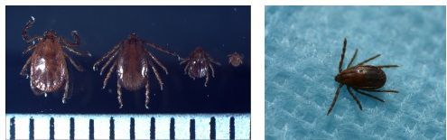 치명률 20%인데 백신·치료제 無…빈대 이어 이것까지 활개