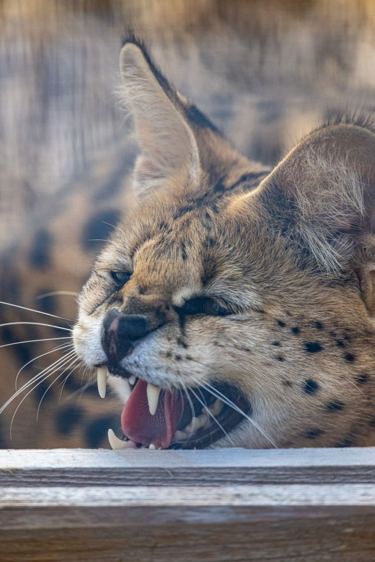 2년만에 60% 포화…국제 멸종위기종 보호시설 가보니