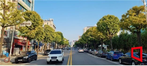 弥邱忽区仁荷路银杏（圆形）行道树街景 仁川市供图